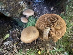 Cortinarius pholideus
