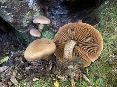 Cortinarius pholideus