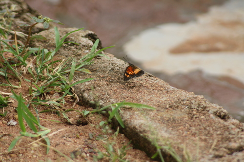 Little Pansy