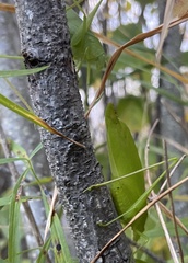 Amblycorypha