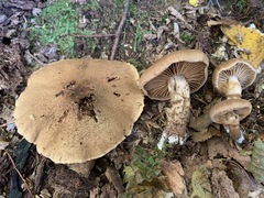 Cortinarius pholideus