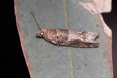 Crocidosema plebejana