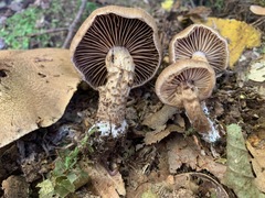 Cortinarius pholideus
