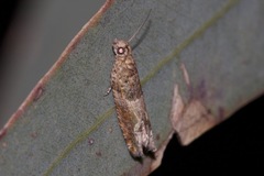 Crocidosema plebejana