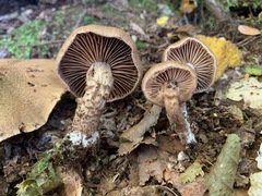 Cortinarius pholideus