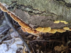 Stereum fasciatum