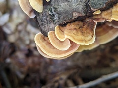 Stereum fasciatum