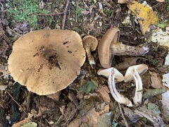 Cortinarius pholideus
