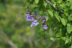 Thunbergia
