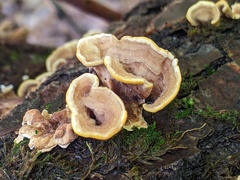 Stereum fasciatum