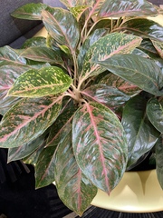 Aglaonema
