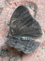 Hermeuptychia sosybius