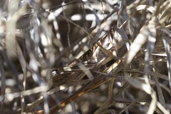 Austracris guttulosa
