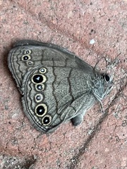 Hermeuptychia sosybius