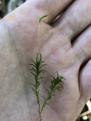 Atrichum undulatum
