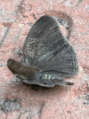 Hermeuptychia sosybius
