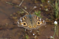 Junonia villida
