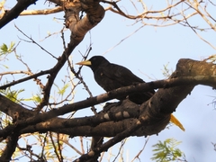 Psarocolius decumanus