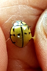 Harmonia testudinaria