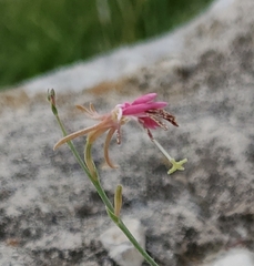 Oenothera suffrutescens