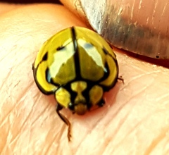 Harmonia testudinaria