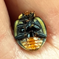 Harmonia testudinaria