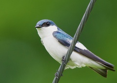 Tachycineta albiventer