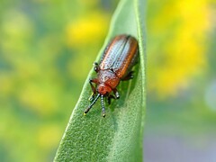 Microrhopala vittata