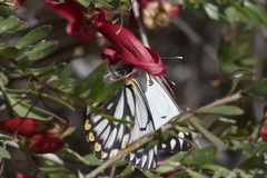 Eremophila maculata