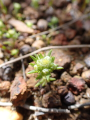 Siloxerus multiflorus