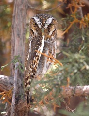 Micrathene whitneyi