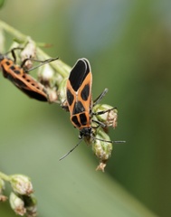 Tropidothorax sinensis