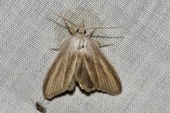 Prionopterina grammatistis