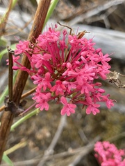 Centranthus ruber