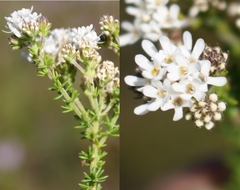 Globulariopsis adpressa