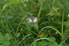 Polyctor cleta