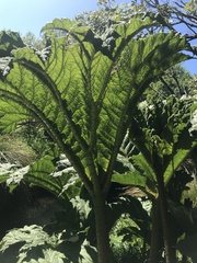 Gunnera tinctoria