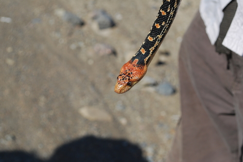Cedros Gopher Snake