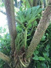 Gunnera tinctoria