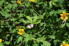 Polyctor cleta