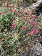 Centranthus ruber