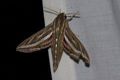 Hippotion celerio