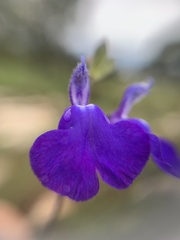 Salvia chamaedryoides