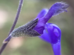 Salvia chamaedryoides