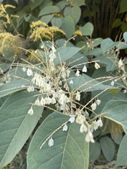 Reynoutria sachalinensis