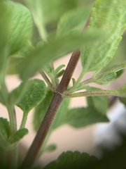 Salvia chamaedryoides