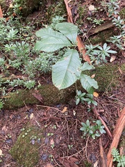 Magnolia obovata
