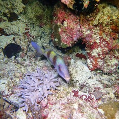 Parupeneus crassilabris