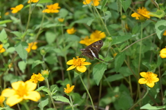 Chioides albofasciatus