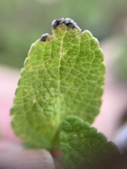 Salvia chamaedryoides